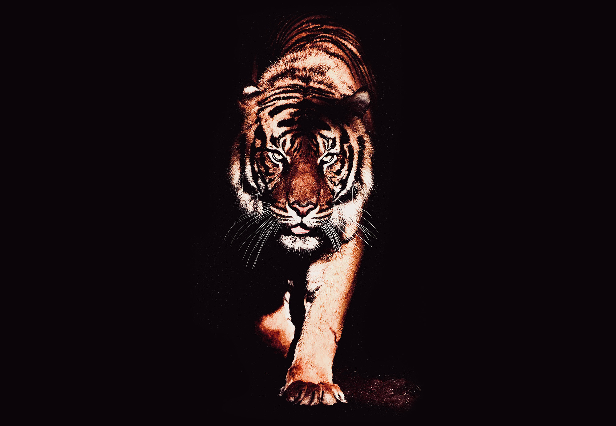tiger_mitte